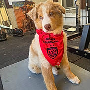 Brutus a rejoint le concours — aidez-le/la à gagner de superbes lots ! puppy, dog, red_bandana, indoor, gym_equipment, weights, mat, poster, window, floor, cute, fluffy, pet, animal, sitting, young_dog, brown_and_white, fur, attention, home_gym