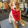 puppy, dog, red_bandana, indoor, gym_equipment, weights, mat, poster, window, floor, cute, fluffy, pet, animal, sitting, young_dog, brown_and_white, fur, attention, home_gym