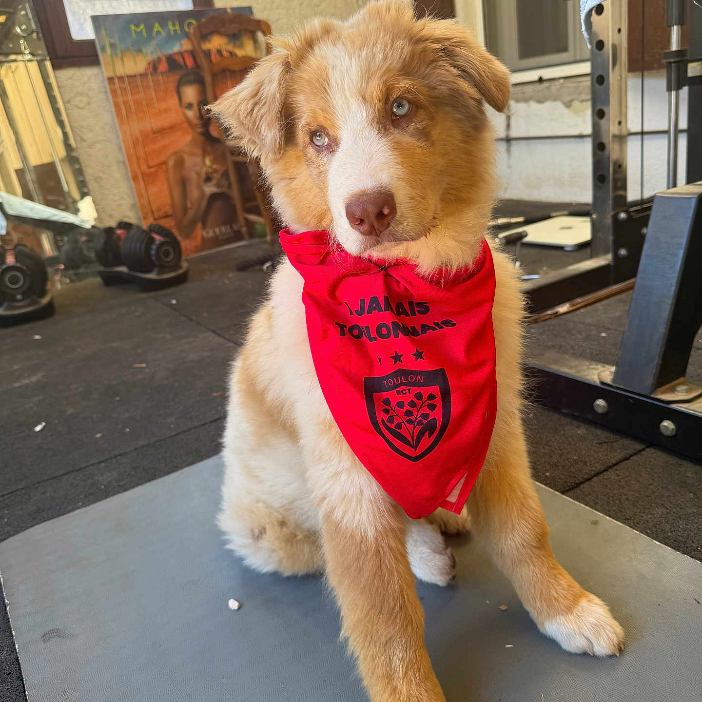 Brutus a rejoint le concours — aidez-le/la à gagner de superbes lots ! puppy, dog, red_bandana, indoor, gym_equipment, weights, mat, poster, window, floor, cute, fluffy, pet, animal, sitting, young_dog, brown_and_white, fur, attention, home_gym