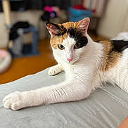 Olive is registered to the contest to win money with this photo: animal, blurred_background, calico, cat, closeup, cozy, curious, cute, domestic, feline, fur, green_eyes, indoor, lounge, pet, pink_nose, relaxed, resting, soft_surface, whiskers