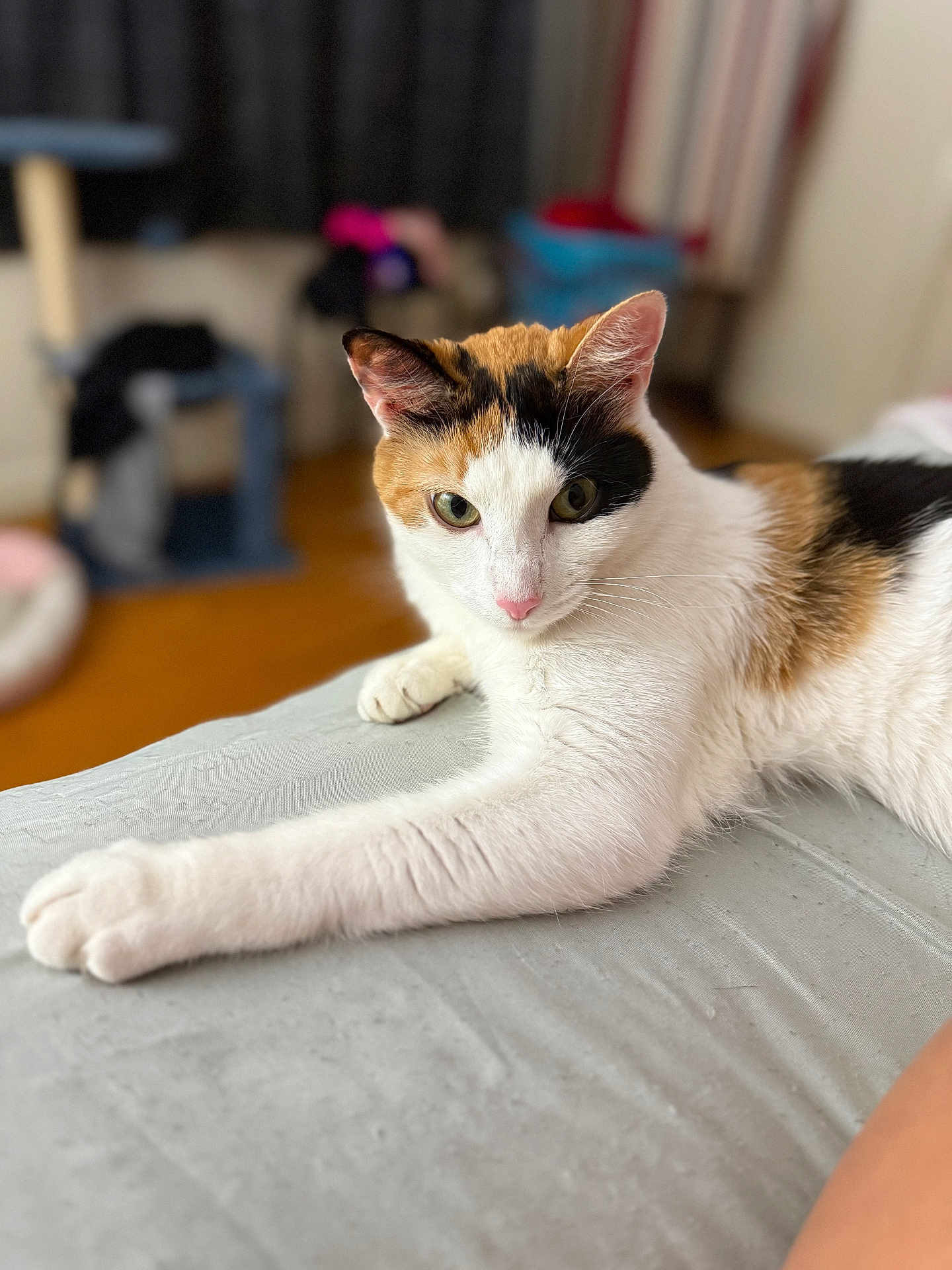 Olive is registered to the contest to win money with this photo: animal, blurred_background, calico, cat, closeup, cozy, curious, cute, domestic, feline, fur, green_eyes, indoor, lounge, pet, pink_nose, relaxed, resting, soft_surface, whiskers