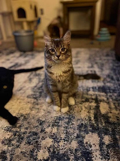 Casper Grey Blackburn joined the competition — help win amazing prizes! carnivore, cat, domestic_short_haired_cat, felidae, floor, flooring, fur, grass, grey, paw, road_surface, sitting, small_to_medium_sized_cats, snout, soil, tail, terrestrial_animal, whiskers, wildlife, wood