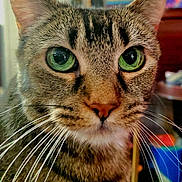 Lita is registered to the contest to win money with this photo: cat, tabby, green_eyes, whiskers, close_up, indoor, pet, feline, animal, fur, face, portrait, cute, domestic_animal, whisker, tabby_cat, mammal, eyes, nose, head