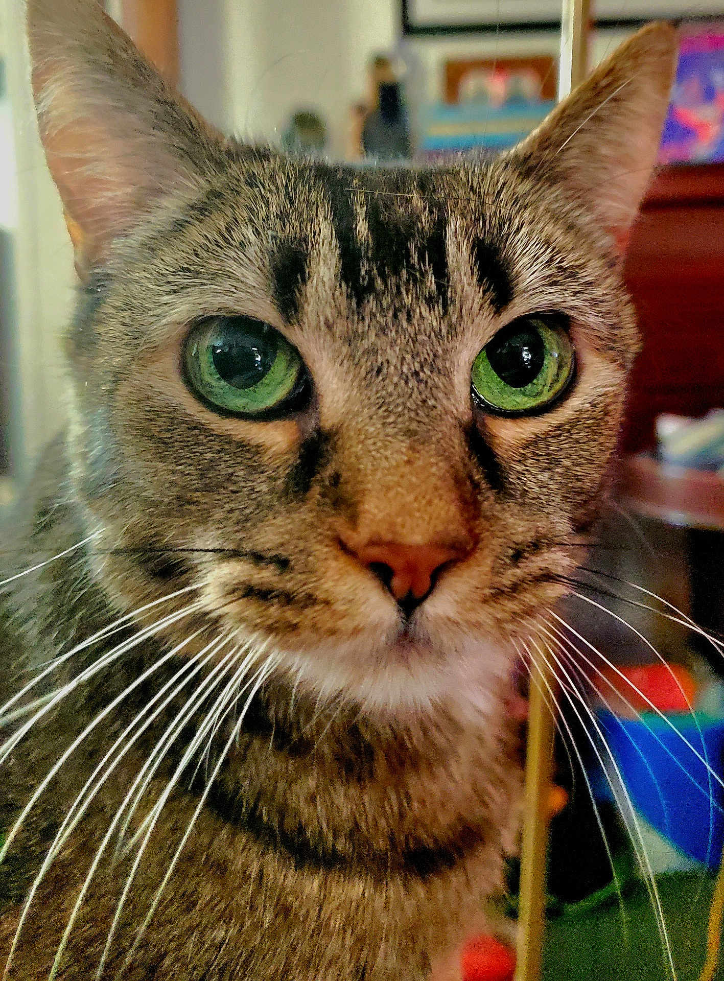 Lita is registered to the contest to win money with this photo: cat, tabby, green_eyes, whiskers, close_up, indoor, pet, feline, animal, fur, face, portrait, cute, domestic_animal, whisker, tabby_cat, mammal, eyes, nose, head