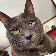 Marley Jax joined the competition — help win amazing prizes! cat, close_up, green_eyes, gray_fur, indoor, pet, whiskers, face, animal, feline, portrait, domestic_cat, fur, cute, looking_at_camera, soft_light, household, mammal, focus, relaxed
