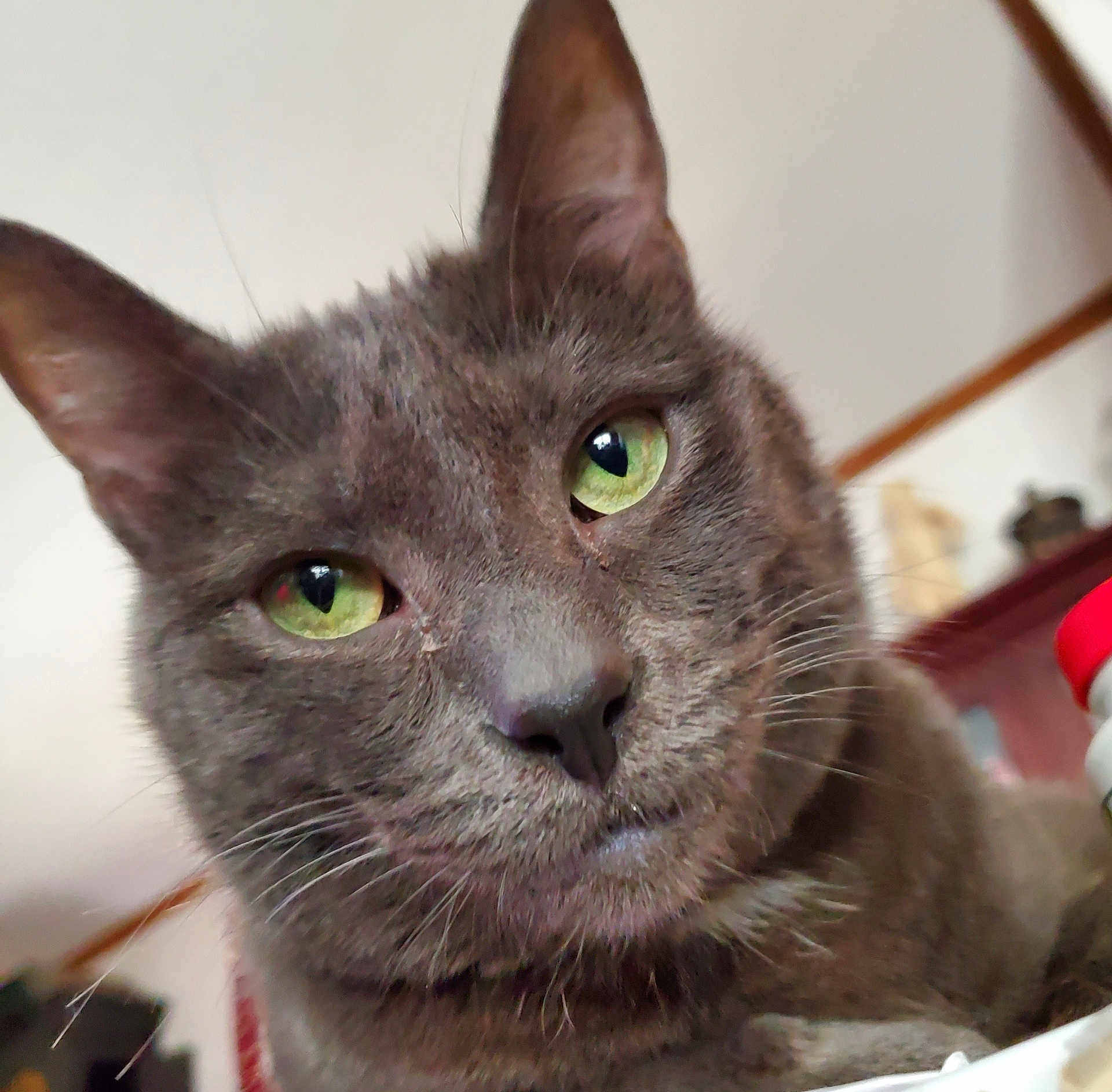 Marley Jax joined the competition — help win amazing prizes! cat, close_up, green_eyes, gray_fur, indoor, pet, whiskers, face, animal, feline, portrait, domestic_cat, fur, cute, looking_at_camera, soft_light, household, mammal, focus, relaxed