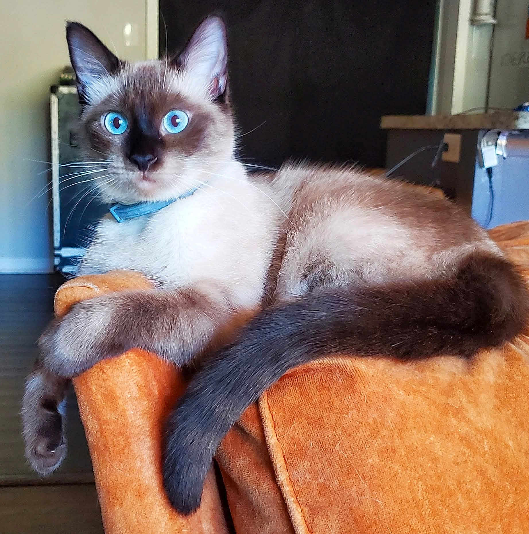 Marvella Jade joined the competition — help win amazing prizes! cat, siamese_cat, blue_eyes, feline, pet, animal, indoor, armchair, orange_furniture, relaxed, lounging, fur, whiskers, tail, collar, domestic_animal, home, cozy, cute, portrait