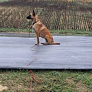 Vichka a rejoint le concours — aidez-le/la à gagner de superbes lots ! animal, brown_dog, calm, canine, crop_rows, daylight, dog, earth, farm, field, grass, landscape, leash, nature, outdoor, pet, plant, quiet, rural, sitting