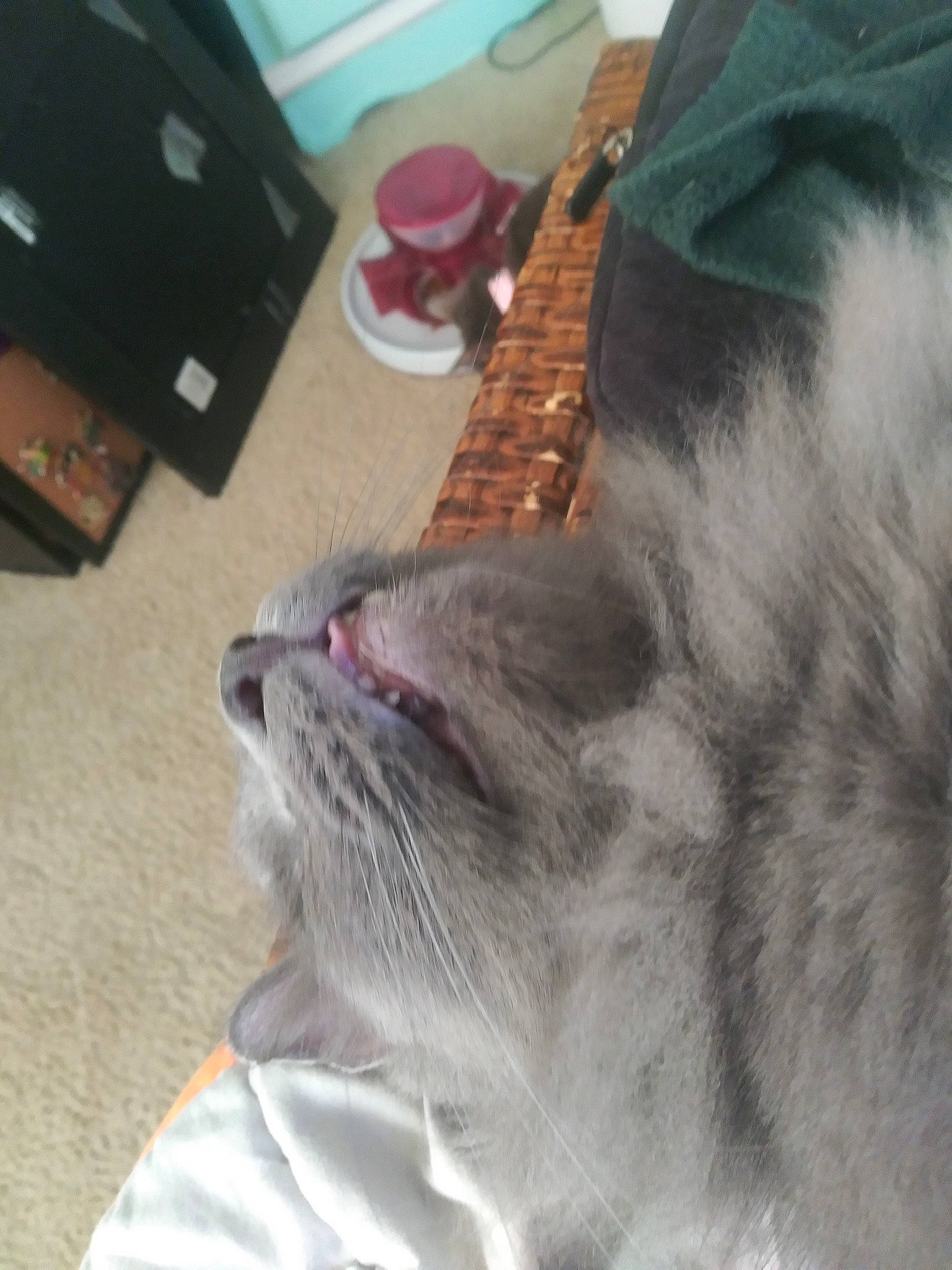 Hayden is registered to the contest to win money with this photo: box, carnivore, cat, claw, collar, domestic_short_haired_cat, fang, fawn, felidae, flooring, fur, grey, jaw, paw, shipping_box, small_to_medium_sized_cats, snout, tail, television, whiskers