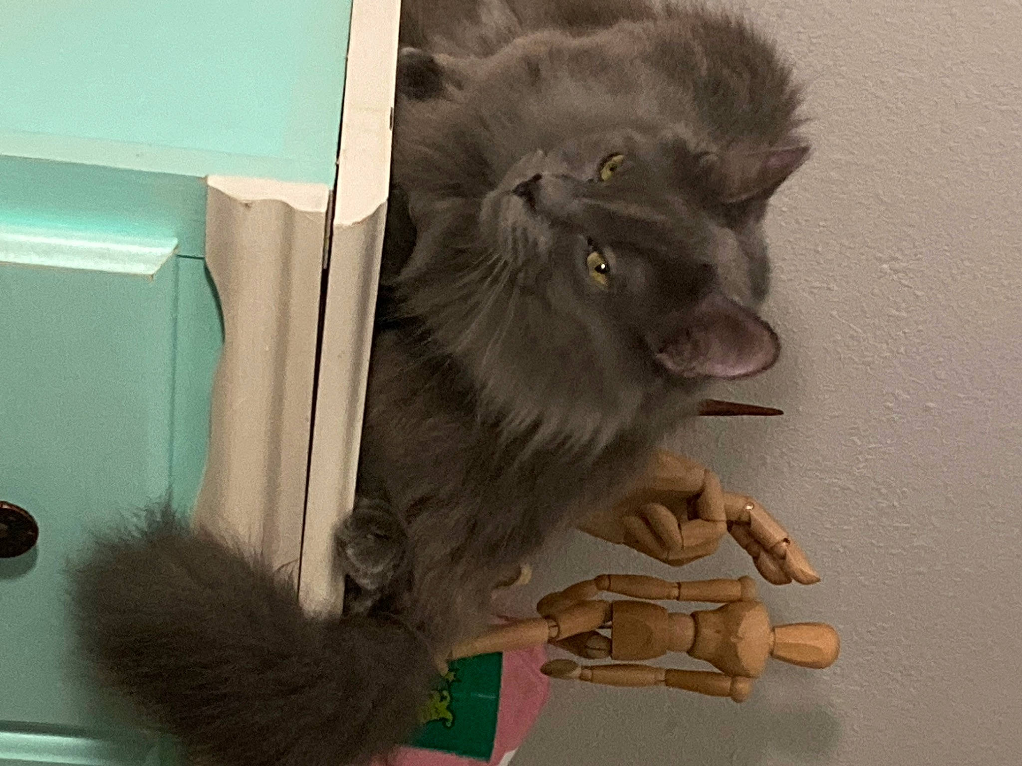 Hayden joined the competition — help win amazing prizes! big_cats, carnivore, claw, companion_dog, dog_breed, fawn, felidae, fur, german_spitz, german_spitz_mittel, koala, lion, macaque, paw, small_to_medium_sized_cats, snout, tail, terrestrial_animal, whiskers, working_animal