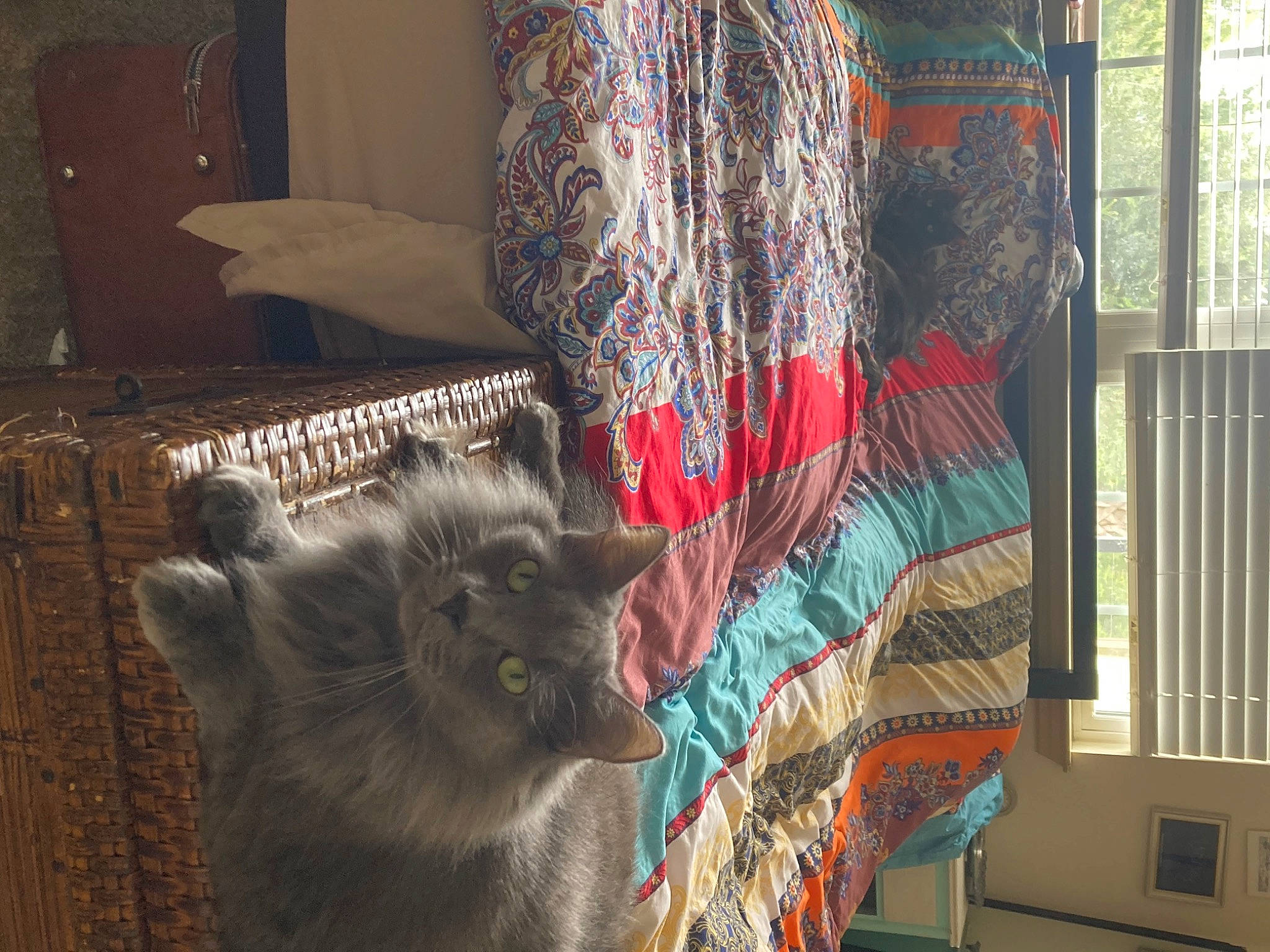 Hayden is registered to the contest to win money with this photo: carnivore, cat, chair, dog_breed, domestic_short_haired_cat, fawn, felidae, flooring, grey, linens, mammal, small_to_medium_sized_cats, snout, tail, terrestrial_animal, textile, visual_arts, whiskers, window, wood