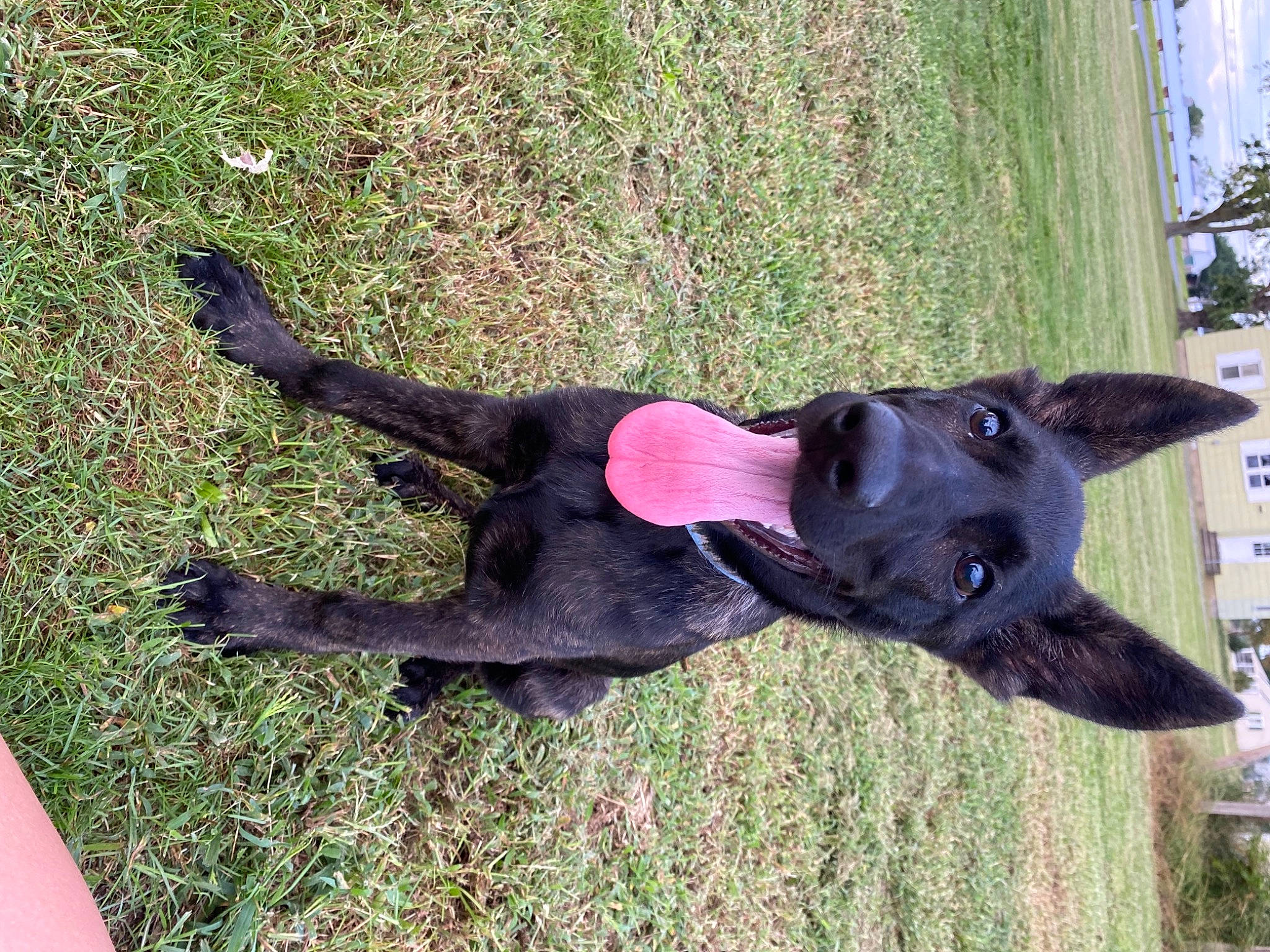 Montana joined the competition — help win amazing prizes! canidae, carnivore, collar, companion_dog, dog, dog_breed, dog_collar, dog_supply, fashion_accessory, fawn, grass, guard_dog, pet_supply, plant, snout, sporting_group, tail, terrestrial_animal, tree, working_animal