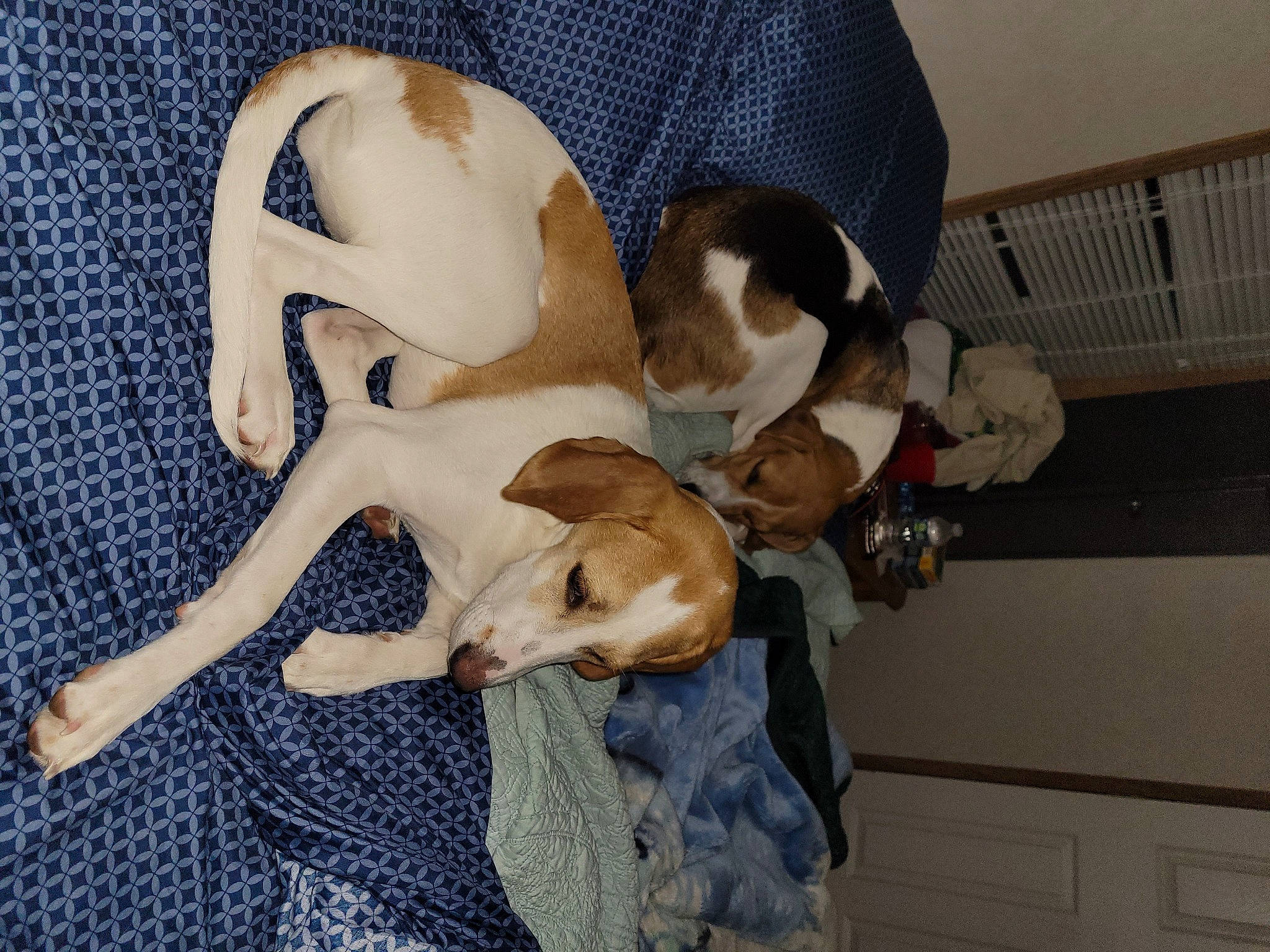 Zelda is registered to the contest to win money with this photo: canidae, carnivore, comfort, companion_dog, dog, dog_breed, fawn, fur, hardwood, mammal, nap, non_sporting_group, paw, puppy_love, sleep, snout, sporting_group, tail, toy_dog, working_animal