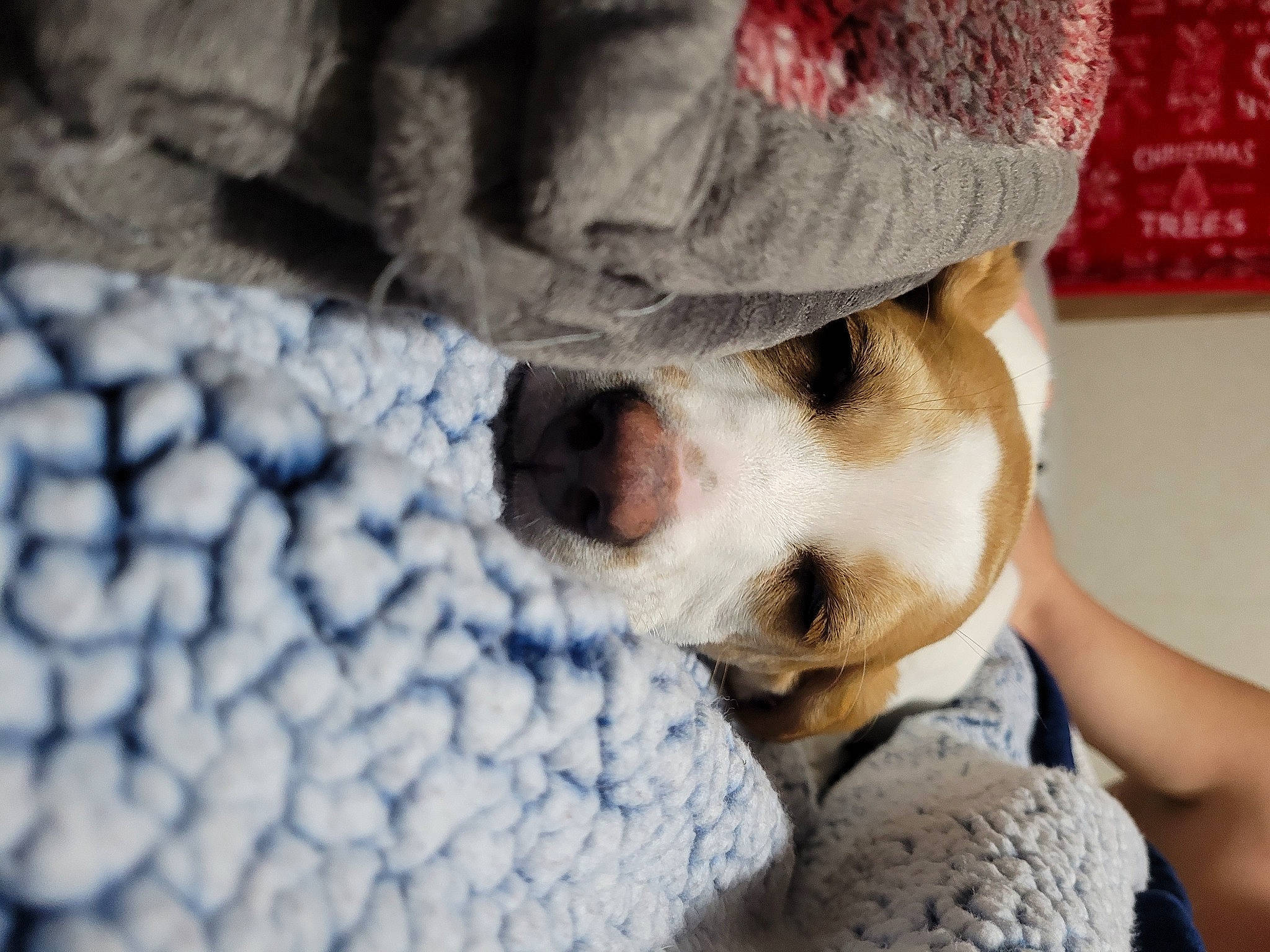 Zelda joined the competition — help win amazing prizes! canidae, carnivore, comfort, companion_dog, dog, dog_breed, electric_blue, fawn, fur, nap, non_sporting_group, pattern, paw, snout, sporting_group, terrestrial_animal, toy_dog, whiskers, working_animal