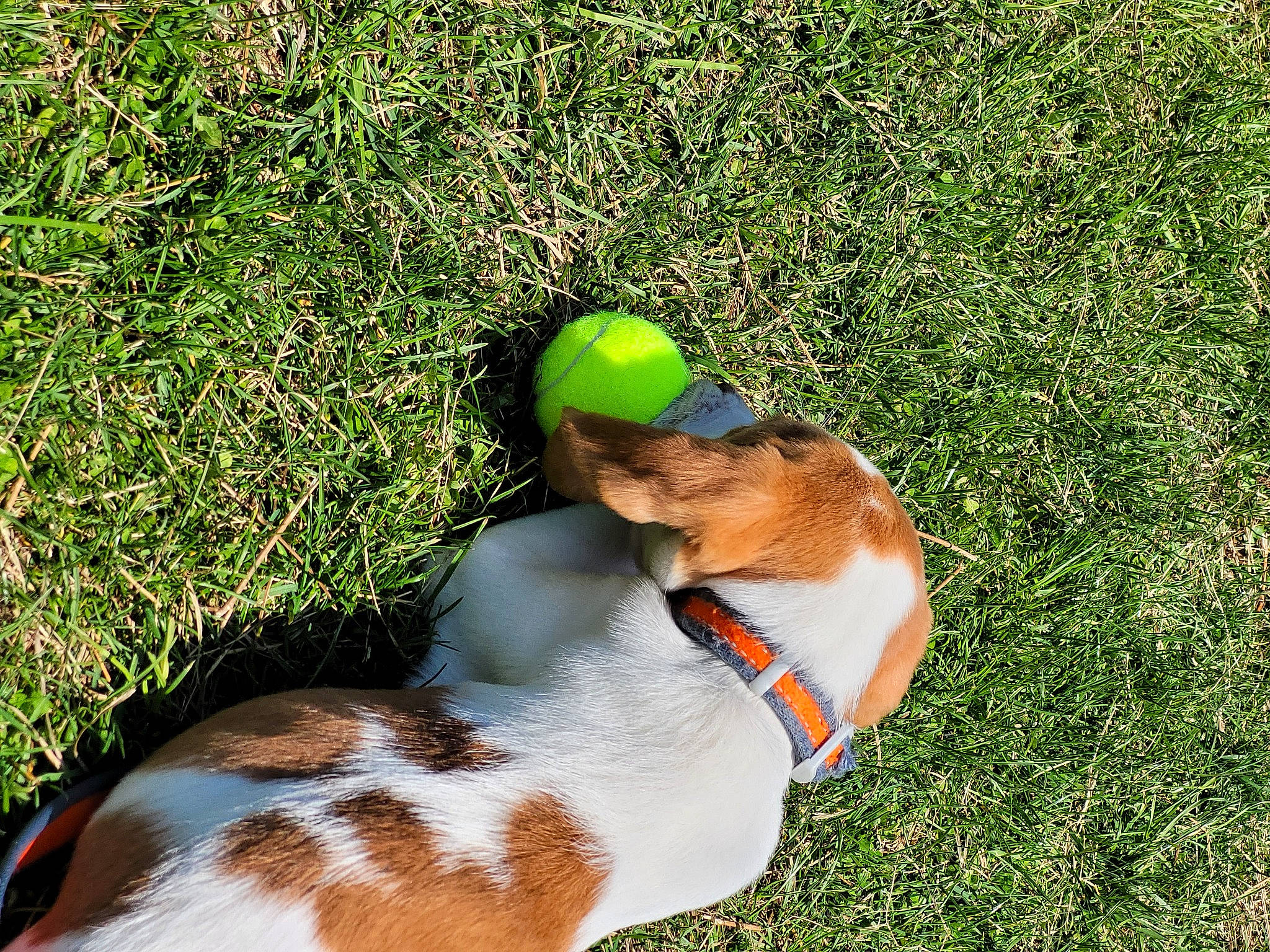 Zelda is registered to the contest to win money with this photo: carnivore, collar, companion_dog, dog, dog_breed, dog_collar, dog_supply, fawn, grass, green, groundcover, hound, pet_supply, plant, scent_hound, snout, sunglasses, tail, toy, working_animal