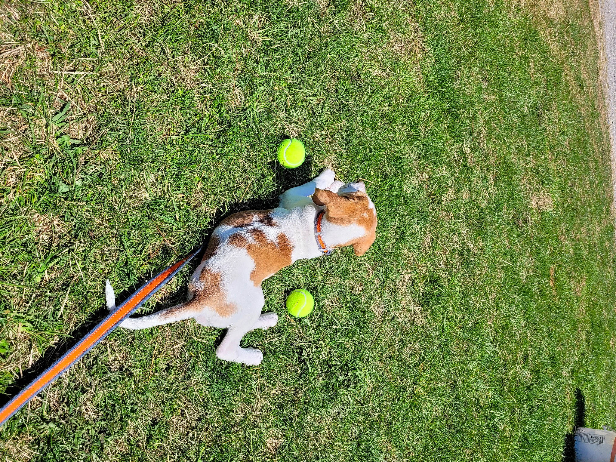 Zelda is registered to the contest to win money with this photo: canidae, carnivore, companion_dog, dog, dog_breed, fawn, flooring, grass, grass_family, grassland, groundcover, lawn, leash, pasture, plant, recreation, sporting_group, tail, terrestrial_animal, yard