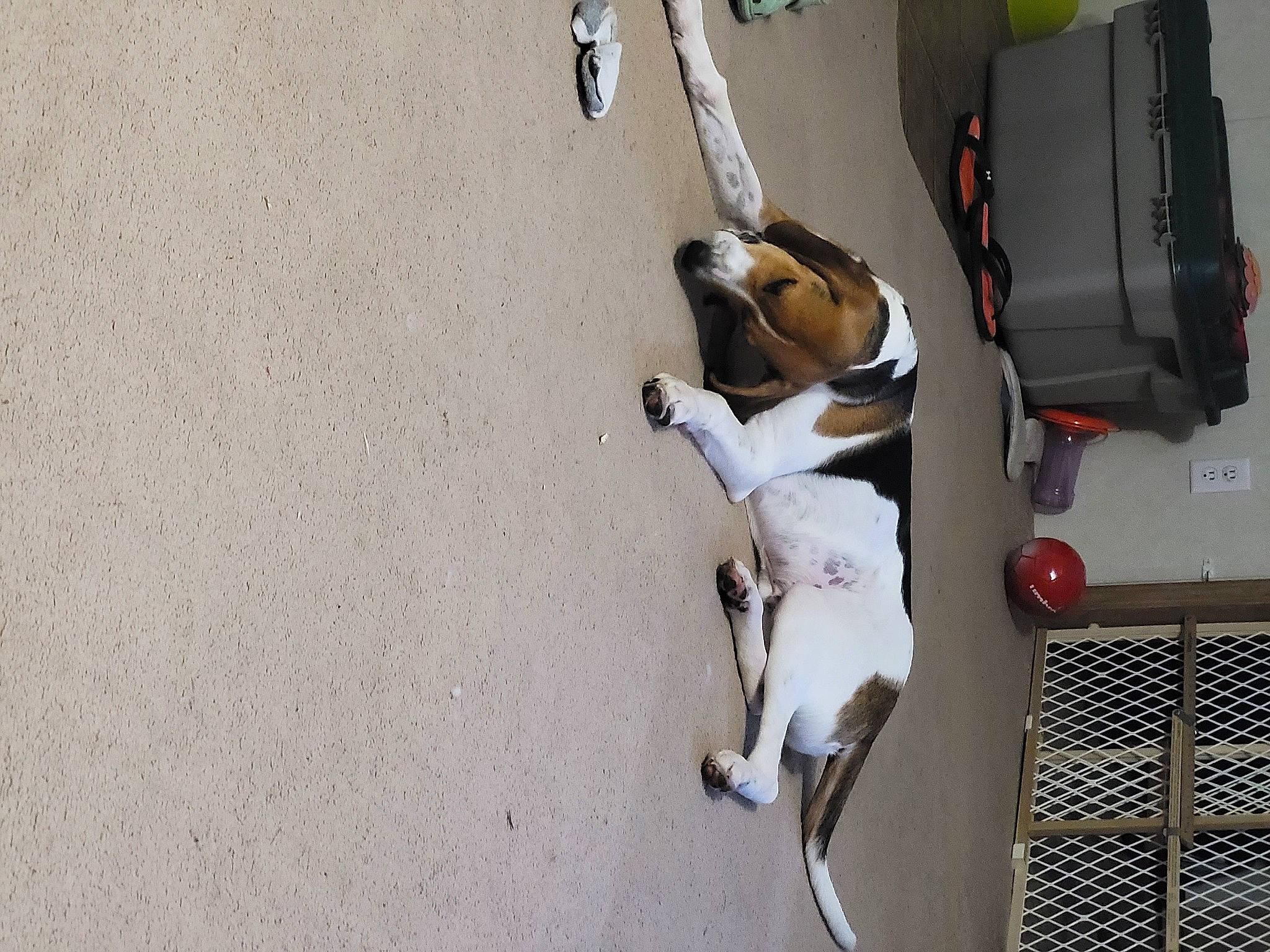 Thorin Okanshield joined the competition — help win amazing prizes! auto_part, automotive_exterior, bag, bumper, canidae, carnivore, collar, companion_dog, dog, dog_breed, dog_collar, electrical_wiring, fawn, fender, hood, leash, pet_supply, sporting_group, vehicle, vehicle_door