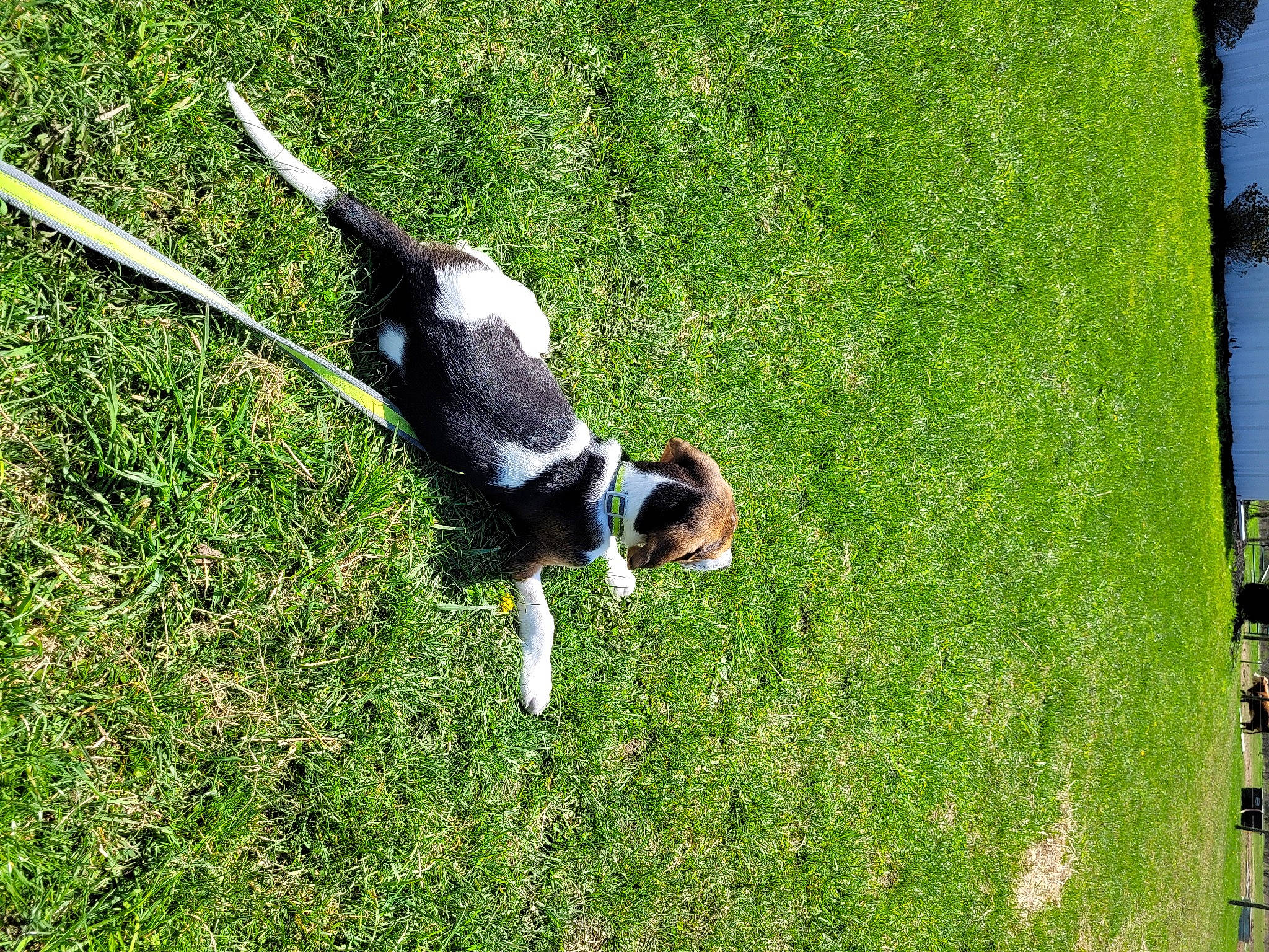 Thorin Okanshield joined the competition — help win amazing prizes! beak, canidae, carnivore, collar, companion_dog, dog, dog_breed, dog_collar, grass, grassland, gun_dog, lawn, pasture, plant, pointing_breed, sporting_group, tail, terrestrial_animal, tree, working_dog