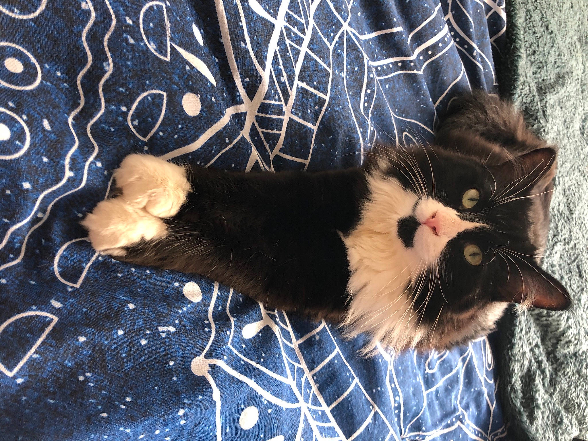 Ruby a rejoint le concours — aidez-le/la à gagner de superbes lots ! black_cat, carnivore, cat, claw, domestic_short_haired_cat, electric_blue, fawn, felidae, foot, fur, grass, pattern, paw, plant, small_to_medium_sized_cats, snout, tail, tree, whiskers, winter