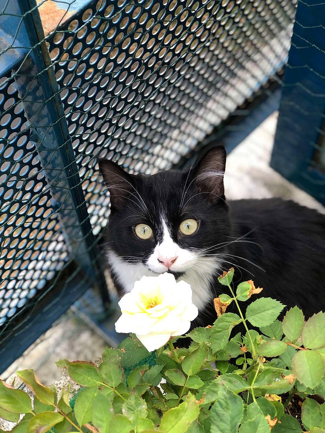 Ruby participe au concours pour gagner de l'argent avec cette photo : animal_shelter, carnivore, cat, domestic_short_haired_cat, felidae, flower, fur, grass, groundcover, mammal, mesh, pet_supply, petal, plant, small_to_medium_sized_cats, snapshot, tail, tree, whiskers, window