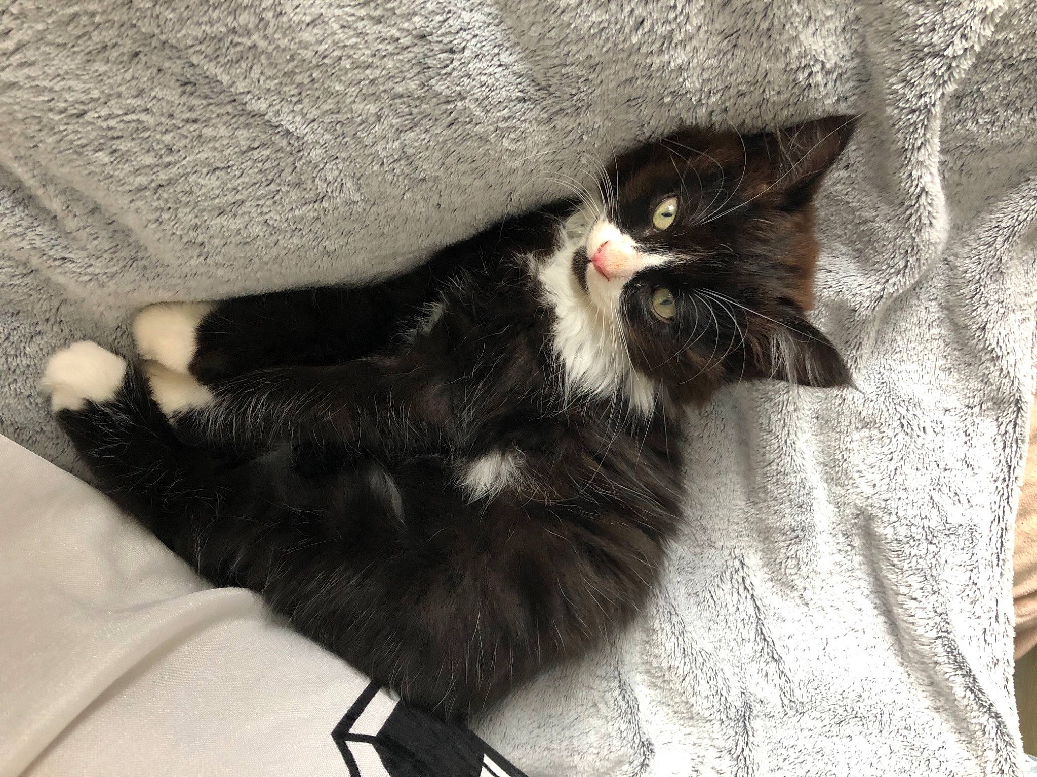 Ruby a rejoint le concours — aidez-le/la à gagner de superbes lots ! black_cat, canidae, carnivore, cat, claw, comfort, domestic_short_haired_cat, felidae, foot, fur, grey, human_leg, paw, small_to_medium_sized_cats, tail, terrestrial_animal, whiskers