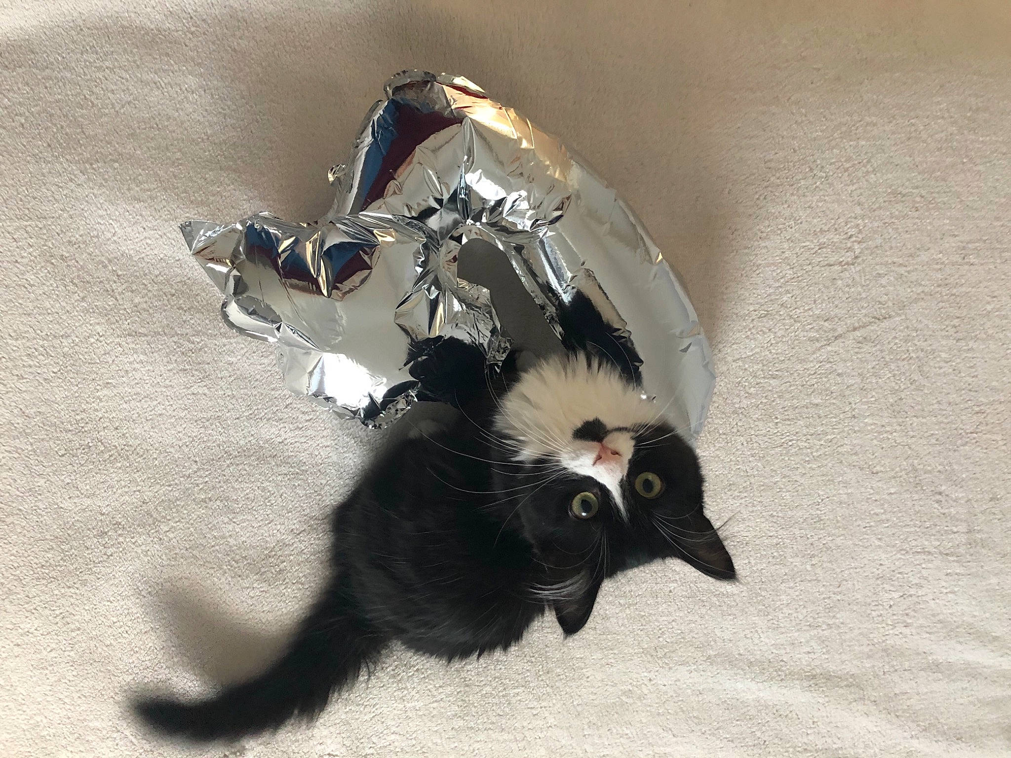 Ruby a rejoint le concours — aidez-le/la à gagner de superbes lots ! carnivore, cat, claw, felidae, fur, gesture, glove, paw, shadow, small_to_medium_sized_cats, tail, terrestrial_animal, whiskers, wing