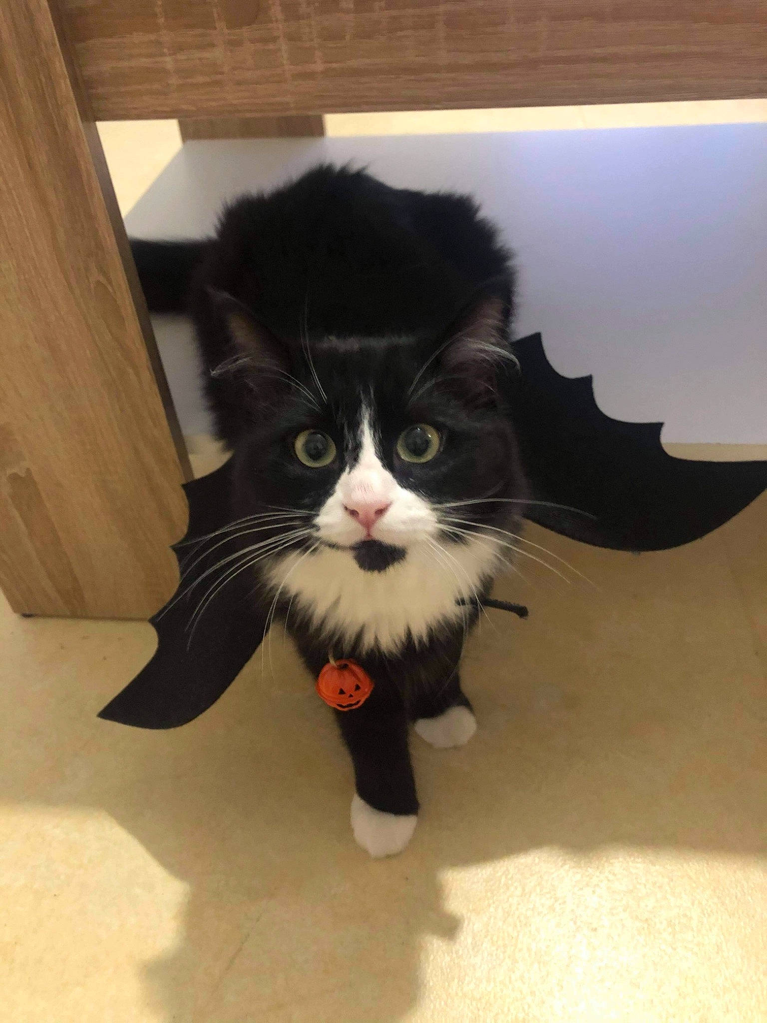 Ruby a rejoint le concours — aidez-le/la à gagner de superbes lots ! black_cat, carmine, carnivore, cat, claw, domestic_short_haired_cat, felidae, flooring, foot, formal_wear, fur, hardwood, mammal, small_to_medium_sized_cats, snout, tail, terrestrial_animal, toe, whiskers, wood