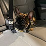 Amor Roselies is registered to the contest to win money with this photo: dog, french_bulldog, puppy, car_interior, car_seat, seatbelt, leather, harness, ears, cute, portrait, pet, animal, sitting, looking, shadow, close_up, night, lighting, vehicle