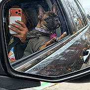 Amor Roselies is registered to the contest to win money with this photo: dog, french_bulldog, pet, car, side_mirror, reflection, person, smartphone, phone_case, window, collar, collar_tag, paw, jacket, seat, street, mirror_text, urban, city, portrait