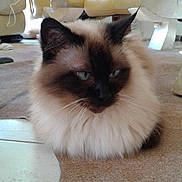 Atha a rejoint le concours — aidez-le/la à gagner de superbes lots ! asian_semi_longhair, balinese, birman, carnivore, cat, domestic_long_haired_cat, eye, fawn, felidae, himalayan, mammal, ragdoll, siamese, small_to_medium_sized_cats, snowshoe, thai, tonkinese, vertebrate, whiskers