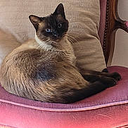 Puma a rejoint le concours — aidez-le/la à gagner de superbes lots ! cat, siamese_cat, chair, cushion, indoor, pet, feline, fur, whiskers, relaxing, home, vintage_furniture, pink, beige, wood, animal, cute, resting, portrait, domestic_animal