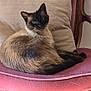 cat, siamese_cat, chair, cushion, indoor, pet, feline, fur, whiskers, relaxing, home, vintage_furniture, pink, beige, wood, animal, cute, resting, portrait, domestic_animal