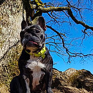 Fiona participe au concours pour gagner de l'argent avec cette photo : adventure, american_staffordshire_terrier, branch, canidae, carnivore, dog, dog_breed, fawn, french_bulldog, mammal, non_sporting_group, plant, rock, snout, sporting_group, tree