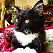 Cato is registered to the contest to win money with this photo: