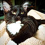 Cato is registered to the contest to win money with this photo: