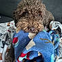 dog, curly_hair, blanket, blue_blanket, couch, cozy, pet, fur, close_up, indoor, animal, comfort, resting, brown_dog, soft_texture, cute, looking, nose, eyes, home