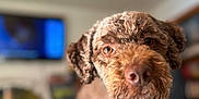 Truffle joined the competition — help win amazing prizes! animal, blurry_background, brown, canine, ceiling_fan, close_up, companion, curious, curly_hair, cute, dog, domestic, fur, household, indoor, living_room, mammal, pet, portrait, television