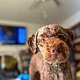 dog, brown, curly_hair, indoor, pet, close_up, canine, fur, portrait, animal, living_room, ceiling_fan, television, blurry_background, curious, household, domestic, mammal, companion, cute