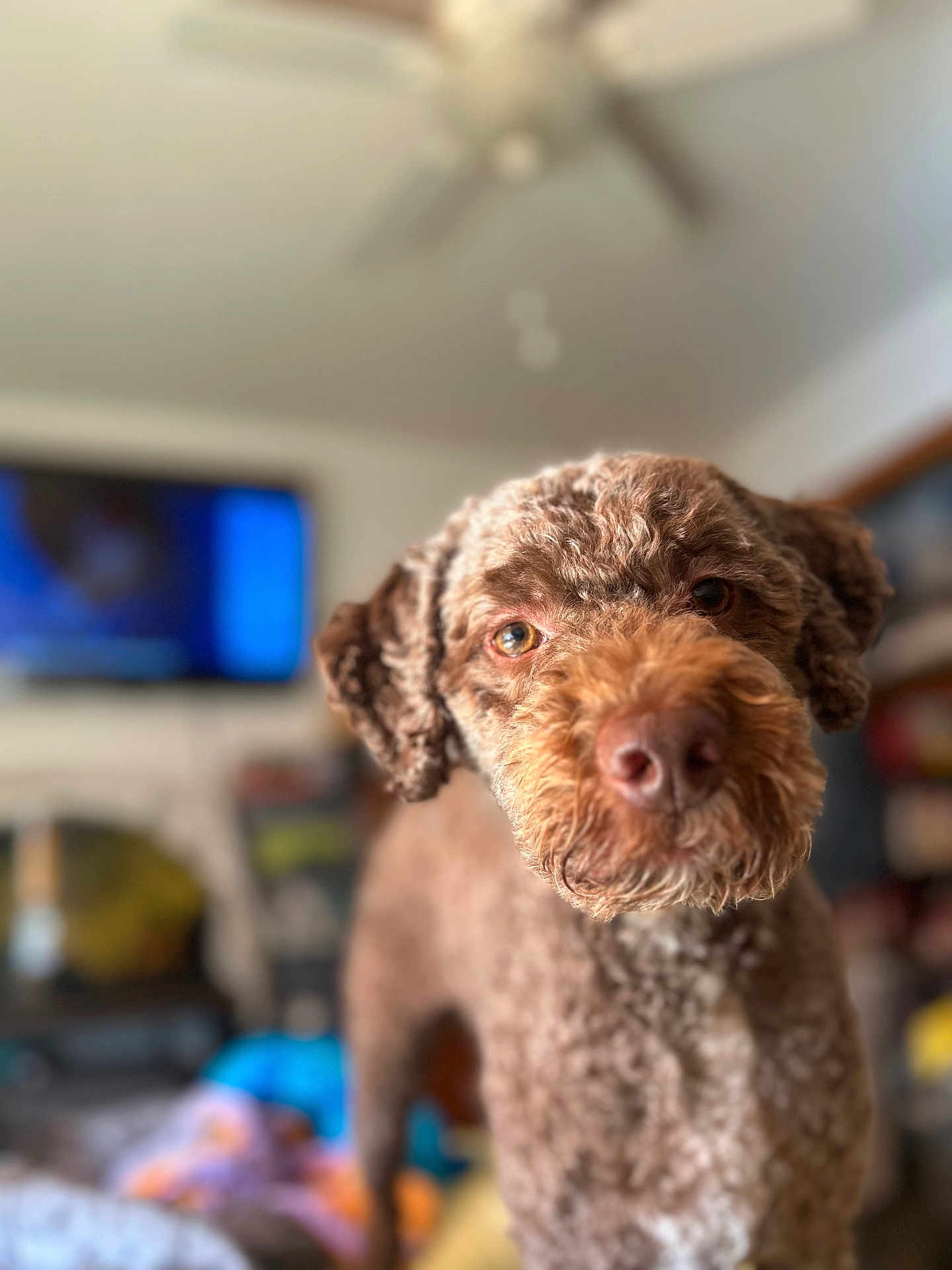 Truffle