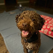Truffle joined the competition — help win amazing prizes! animal, blanket, brown, closeup, collar, companion, curly_fur, cute, dog, domestic_animal, floor, fur, happy, heart_pattern, indoor, pet, pillow, sitting, smiling, wood_floor