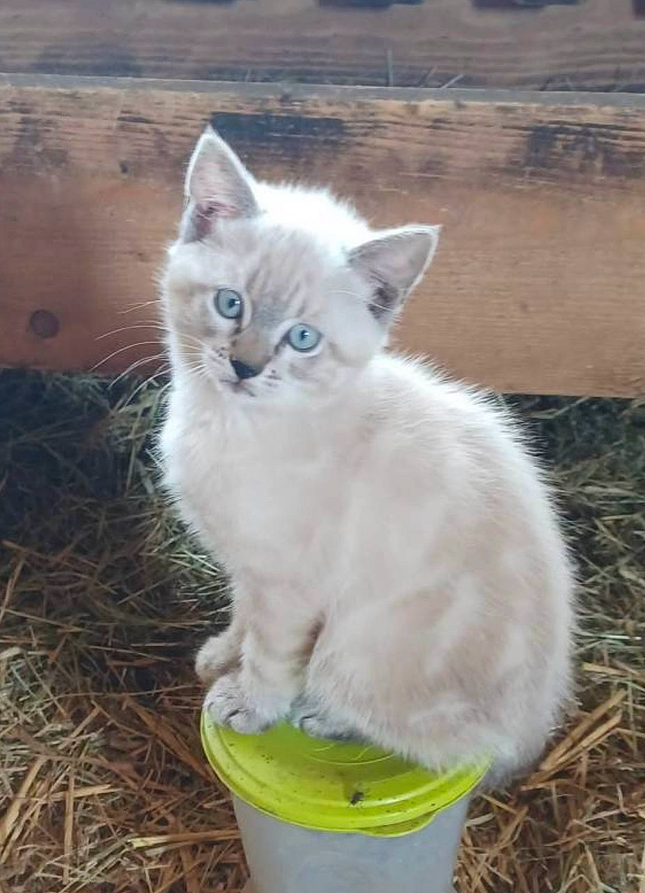 Muse a rejoint le concours — aidez-le/la à gagner de superbes lots ! carnivore, cat, cat_supply, domestic_short_haired_cat, fawn, felidae, fur, grass, paw, plant, sitting, small_to_medium_sized_cats, snout, soil, tail, terrestrial_animal, whiskers