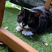 Romcky participe au concours pour gagner de l'argent avec cette photo : cat, black_and_white, animal, pet, grass, artificial_grass, wooden_chair, outdoor, leaf, snail, close_up, feline, whiskers, cute, nature, playful, small_animal, resting, alert, fur