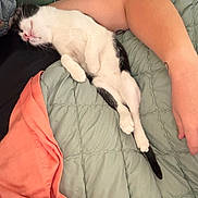 Punkie joined the competition — help win amazing prizes! cat, sleeping, black_and_white, pet, animal, quilted_blanket, human_arm, relaxation, indoor, cozy, nap, fur, paw, tail, rest, comfort, bed, pink_fabric, skin, tattoo
