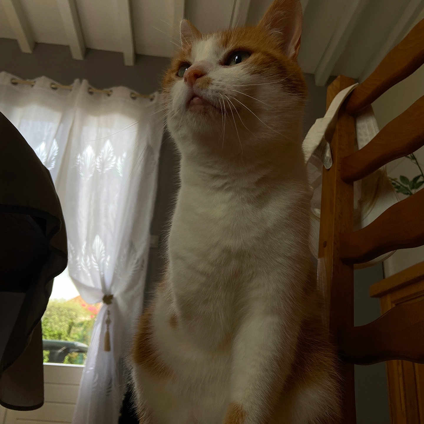 Caramel participe au concours pour gagner de l'argent avec cette photo : animal, cat, chair, close_up, cozy, curtain, domestic_cat, fur, furniture, home, house, indoor, looking_away, natural_light, orange_and_white, pet, sitting, whiskers, window, wooden_chair