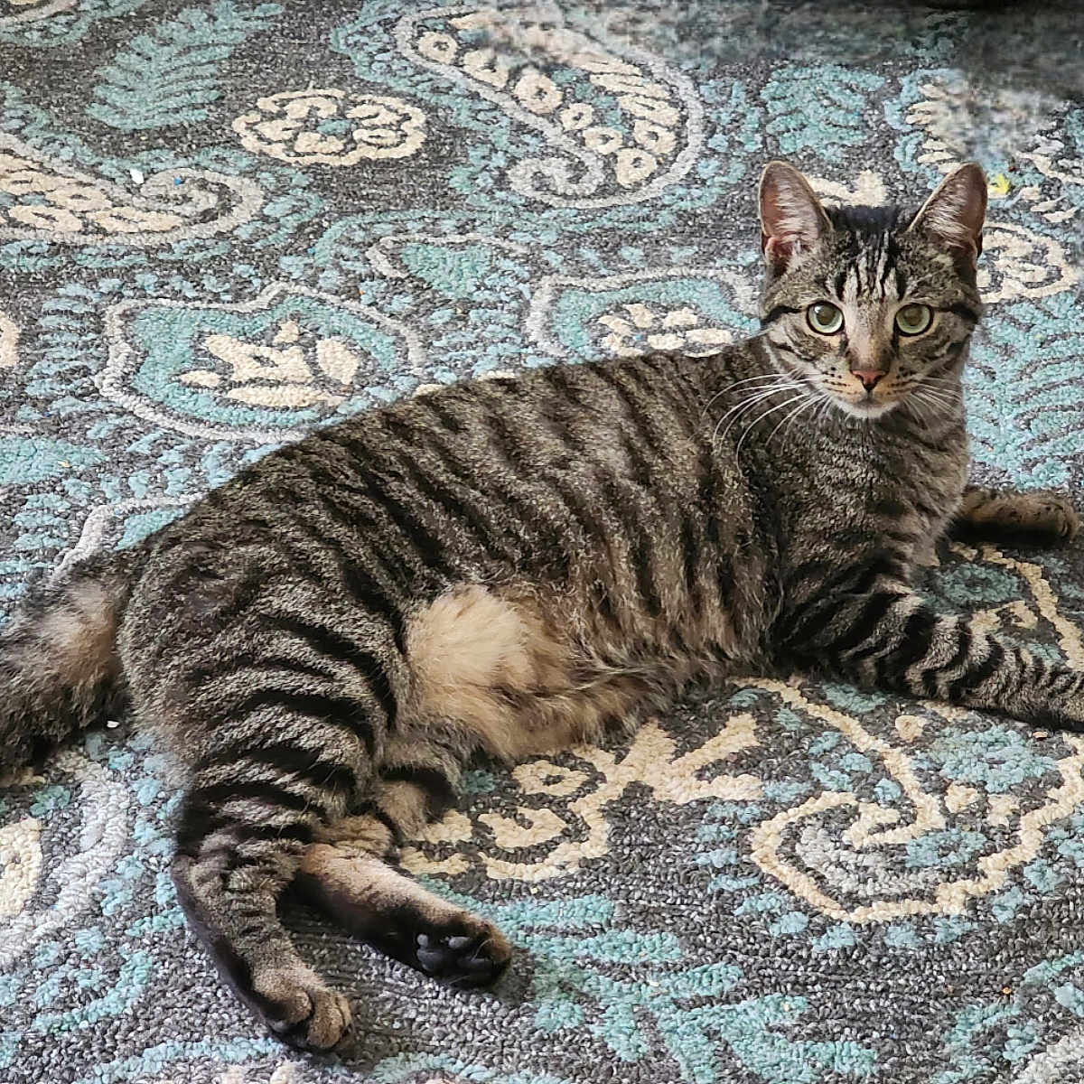 Tiger joined the competition — help win amazing prizes! abyssinian, accessories, animal, art, cat, egyptiancat, homedecor, kitten, manx, mat, ocelot, ornament, pattern, pet, rug, tapestry