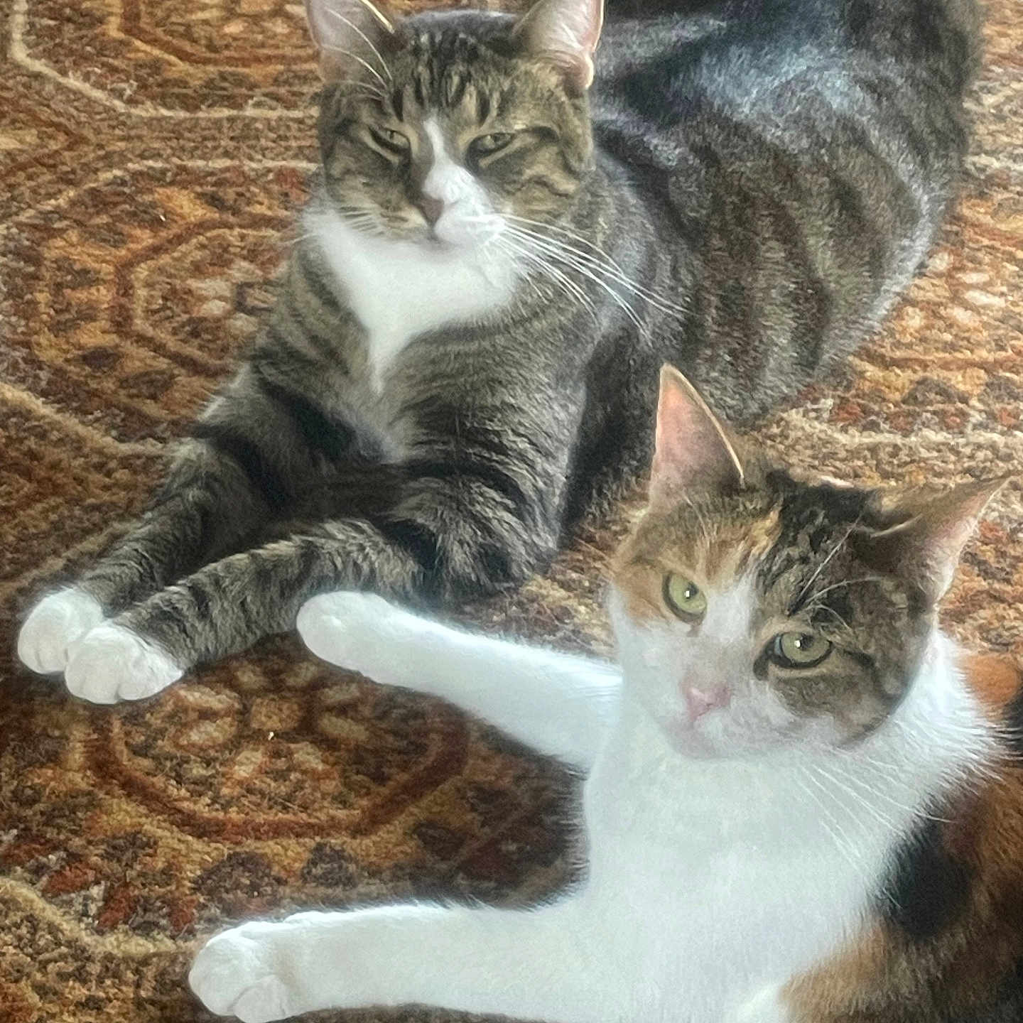 Hashbrown And Waffle joined the competition — help win amazing prizes! animal, calico_cat, carpet, cat, close_up, cute, domestic_animal, ears, feline, fur, indoor, laying_down, natural_light, patterned_carpet, pets, relaxed, resting, tabby_cat, two_animals, whiskers