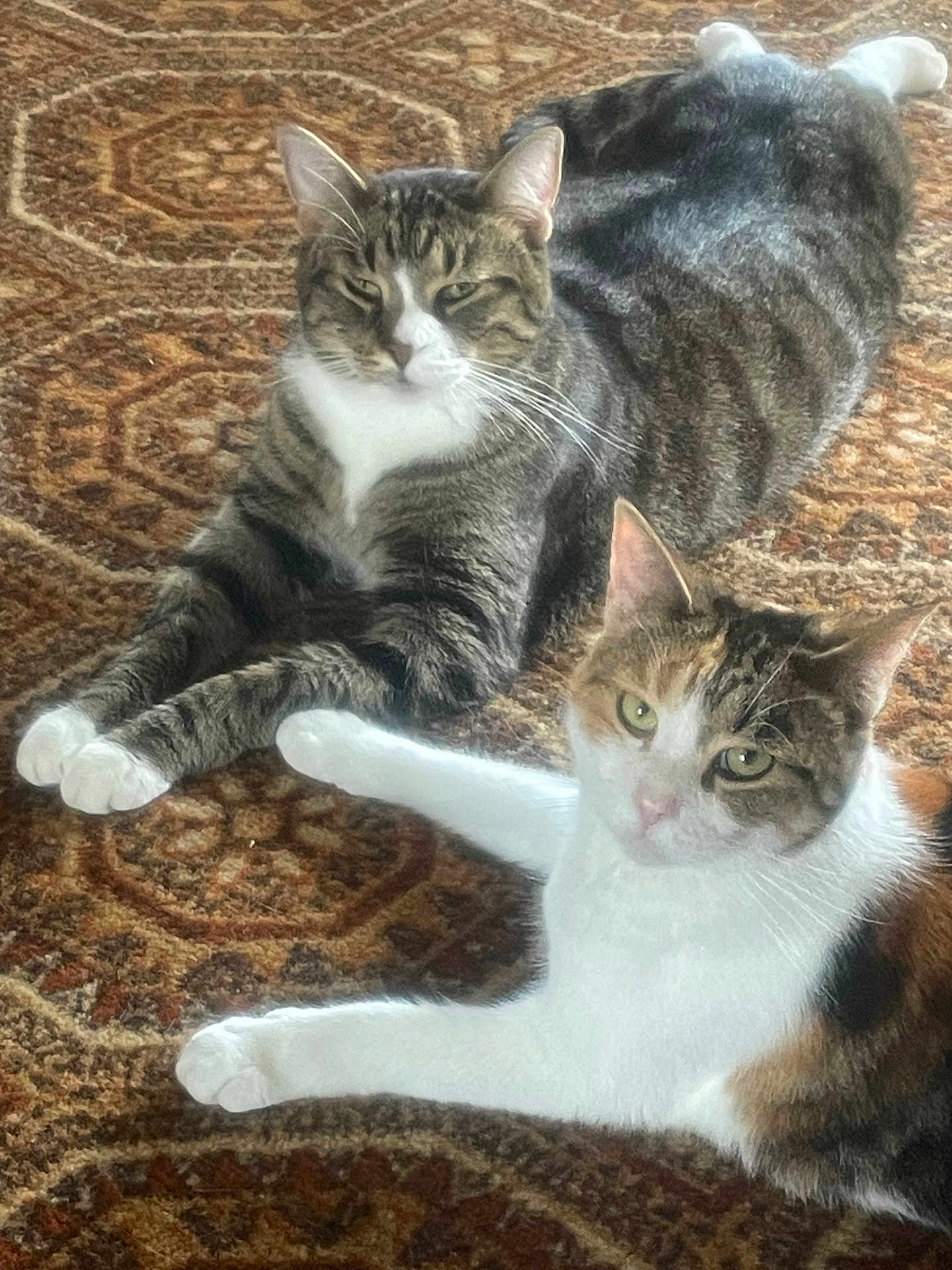 Hashbrown And Waffle joined the competition — help win amazing prizes! animal, calico_cat, carpet, cat, close_up, cute, domestic_animal, ears, feline, fur, indoor, laying_down, natural_light, patterned_carpet, pets, relaxed, resting, tabby_cat, two_animals, whiskers