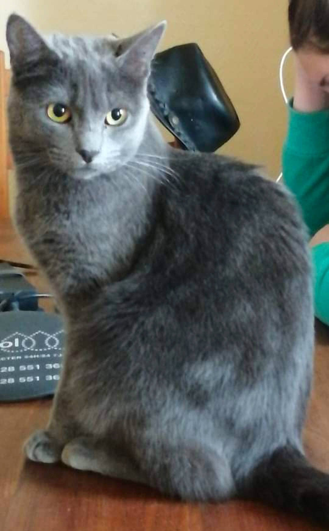 Raven participe au concours pour gagner de l'argent avec cette photo : abyssinian, animal, boy, cat, child, computerhardware, cushion, egyptiancat, electronics, face, gray, hardware, head, homedecor, kitten, male, manx, mouse, person, pet