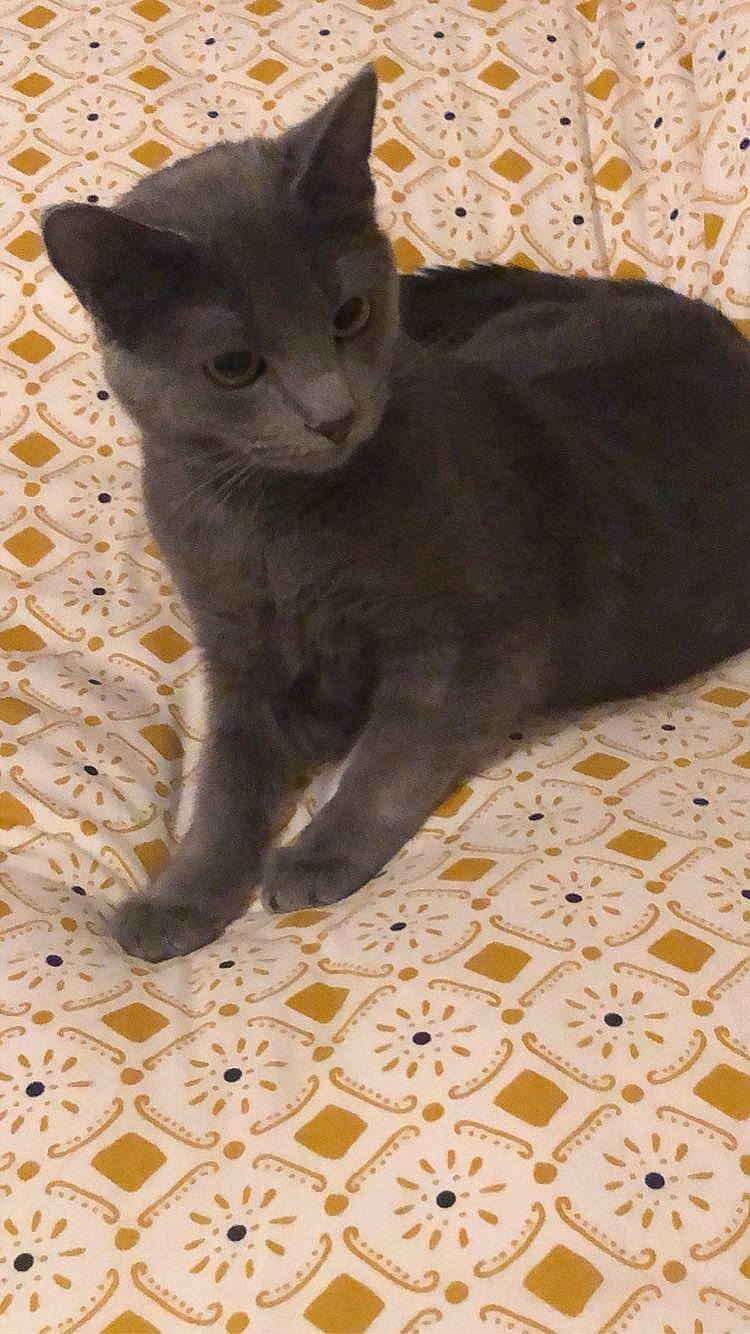 Raven a rejoint le concours — aidez-le/la à gagner de superbes lots ! abyssinian, angora, animal, blackcat, blanket, cat, cushion, egyptiancat, homedecor, kitten, linen, manx, pet, quilt, slate, tablecloth