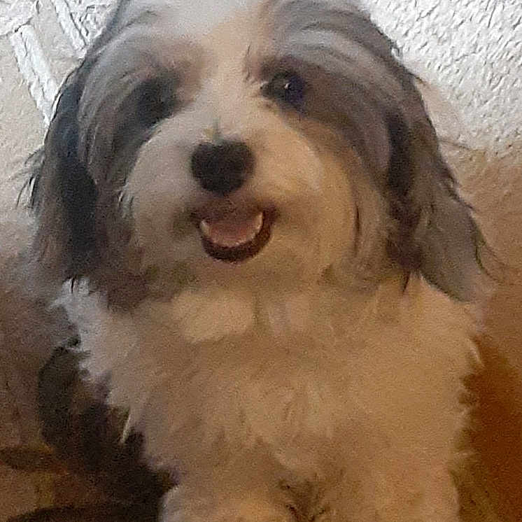 D O G